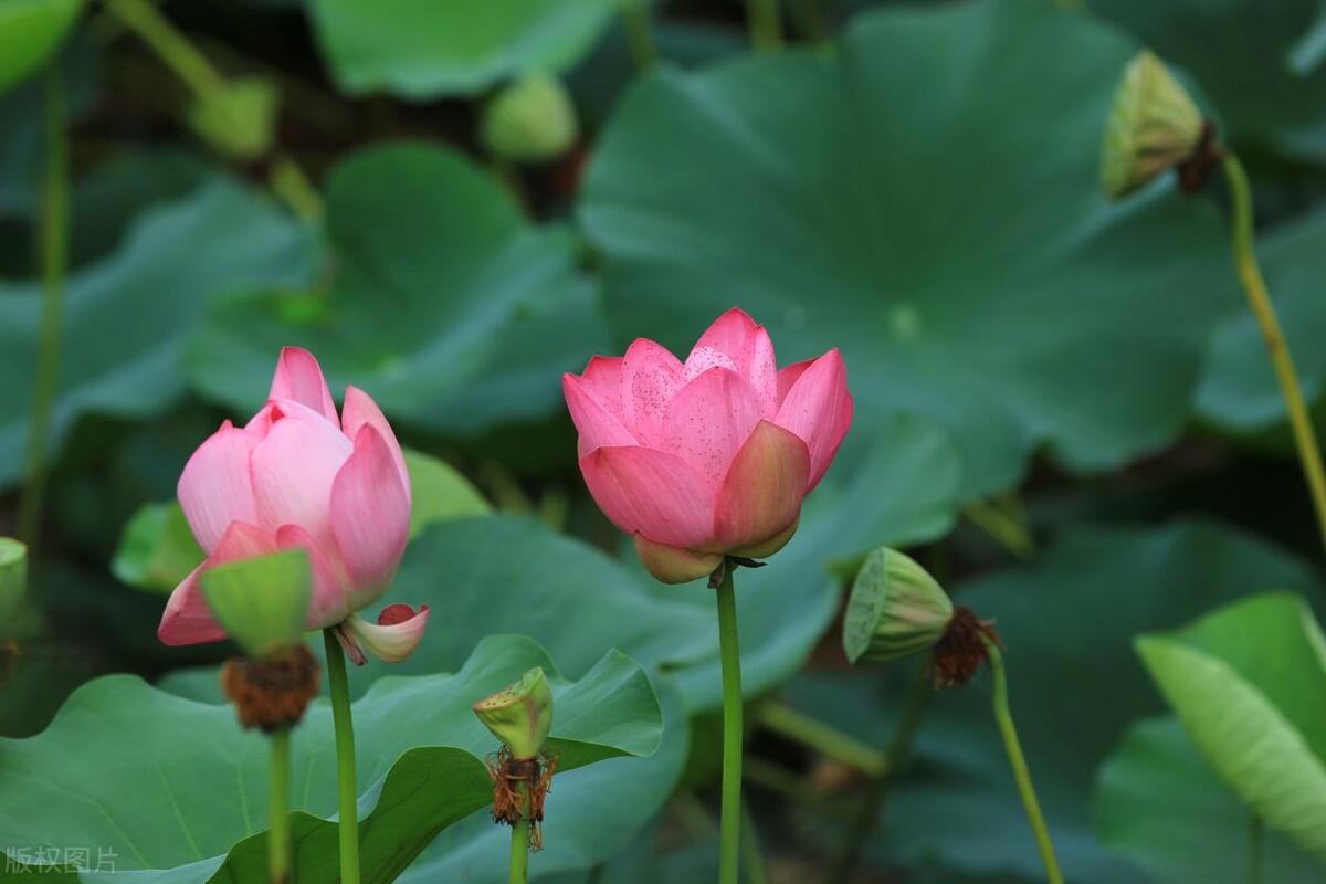 尘肺三级工伤怎么处理,职业病尘肺三期赔偿标准