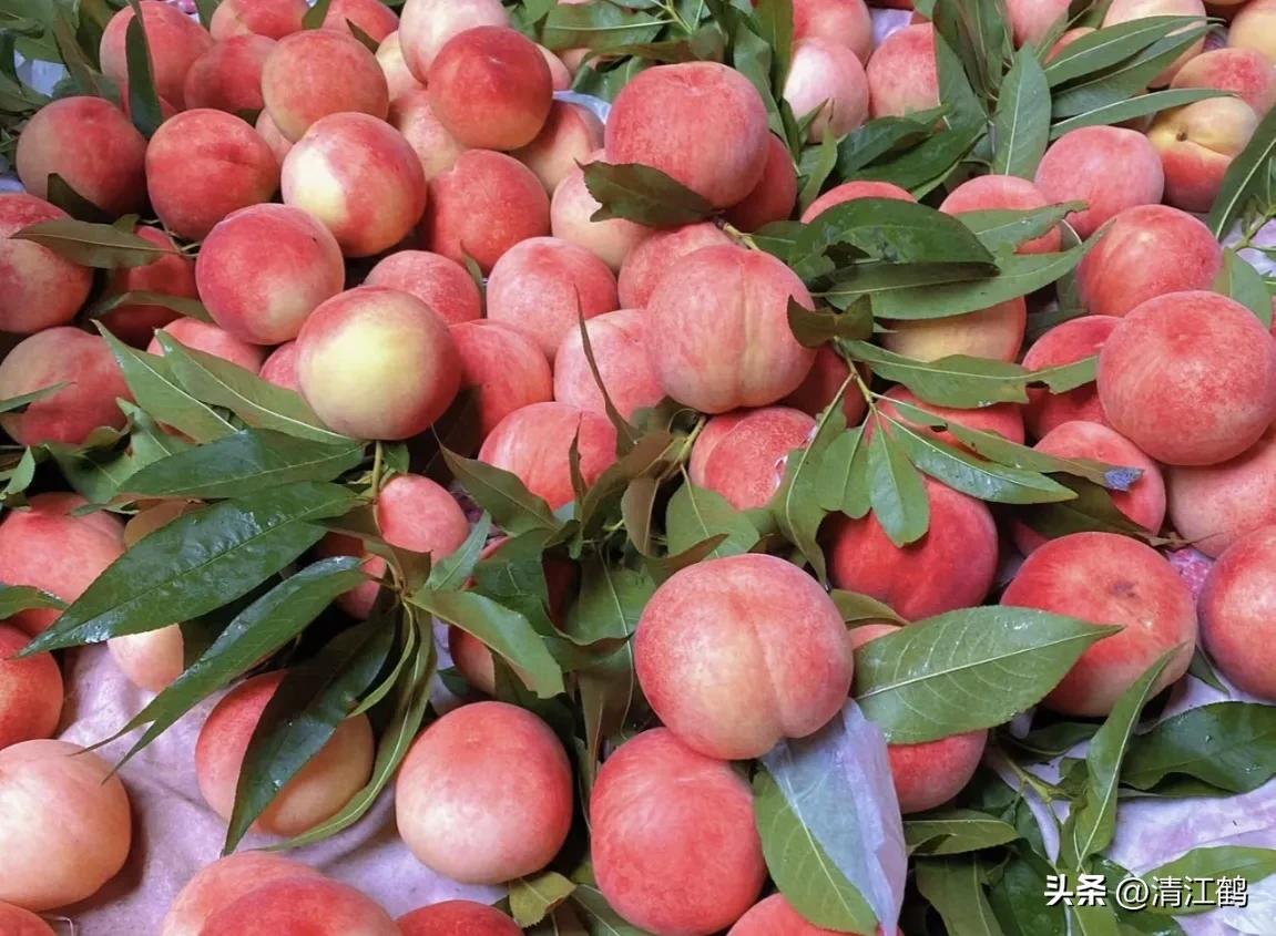 冬桃裂果是什么原因,冬桃烂心咋回事