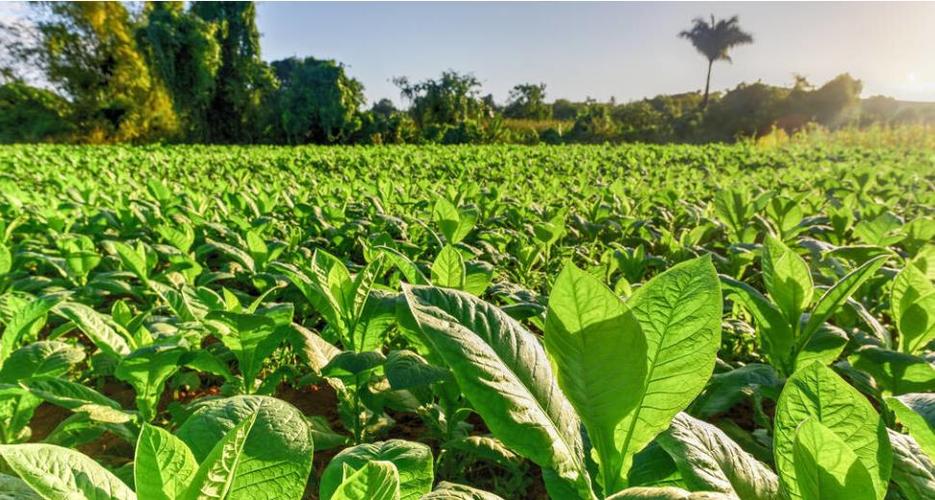 烟厂利润最高的香烟,利润高的烟