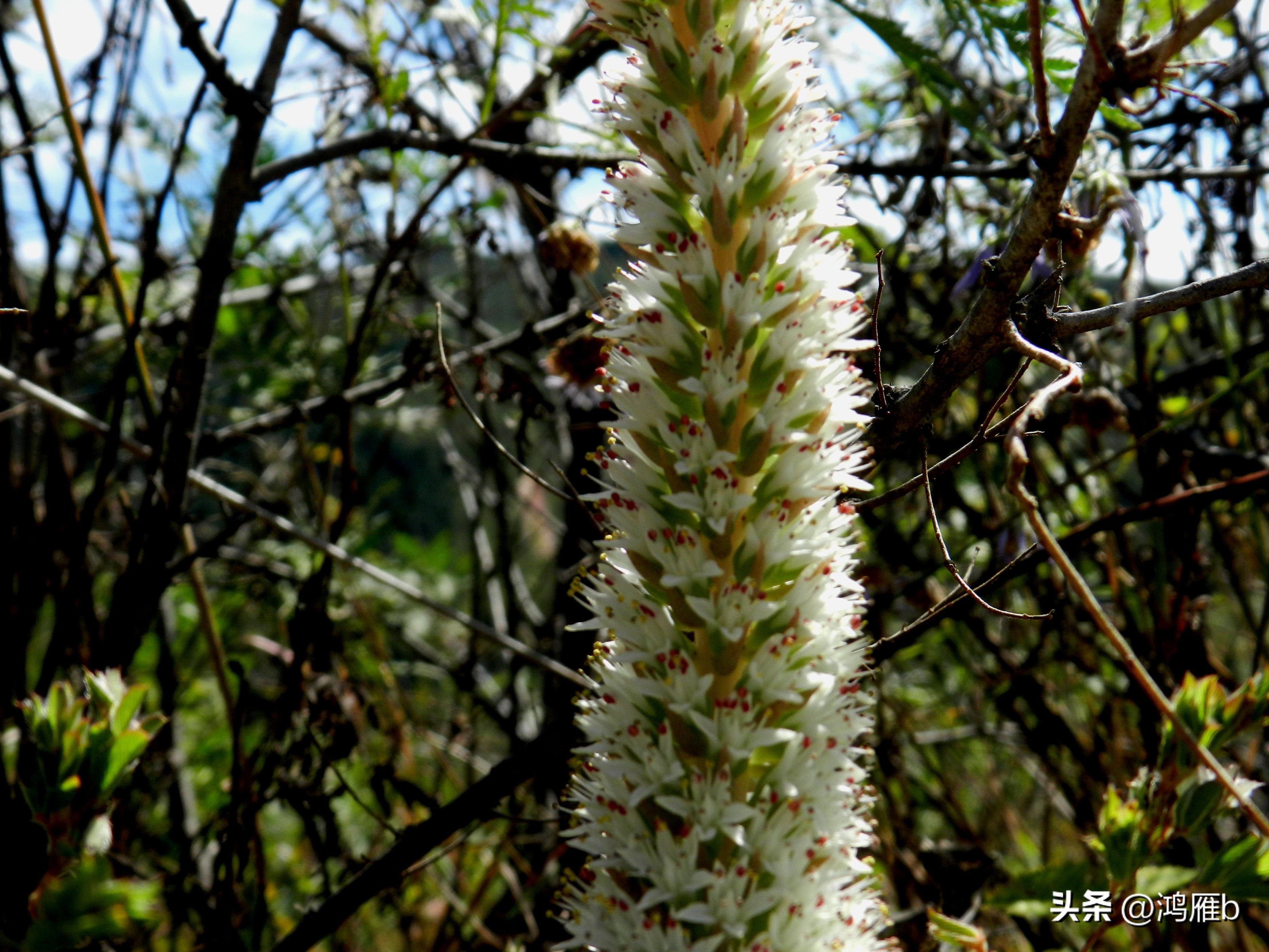 十大耐阴多肉植物,狼爪瓦松是多肉吗