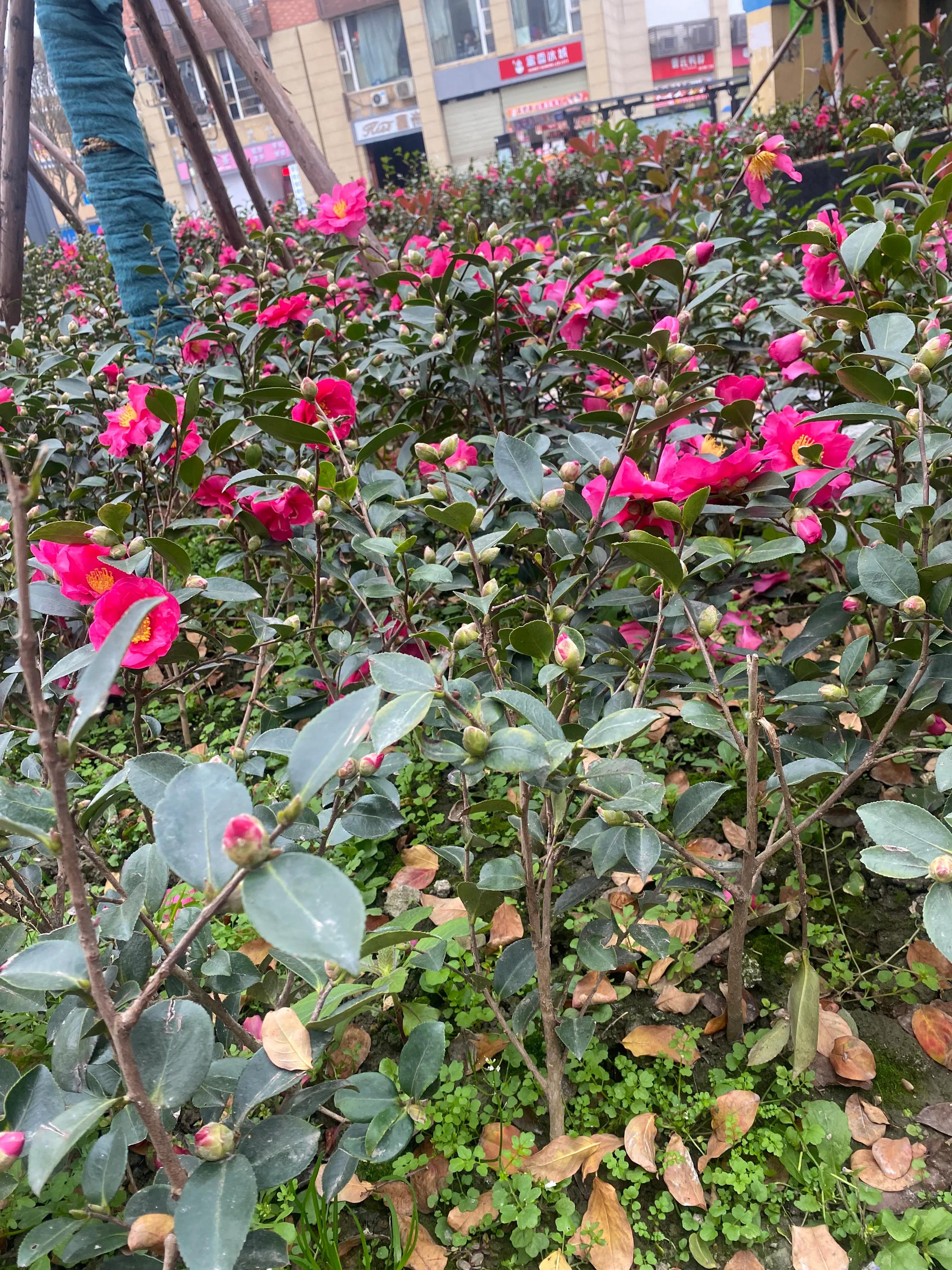 第七节销售管理,干料介绍讲解