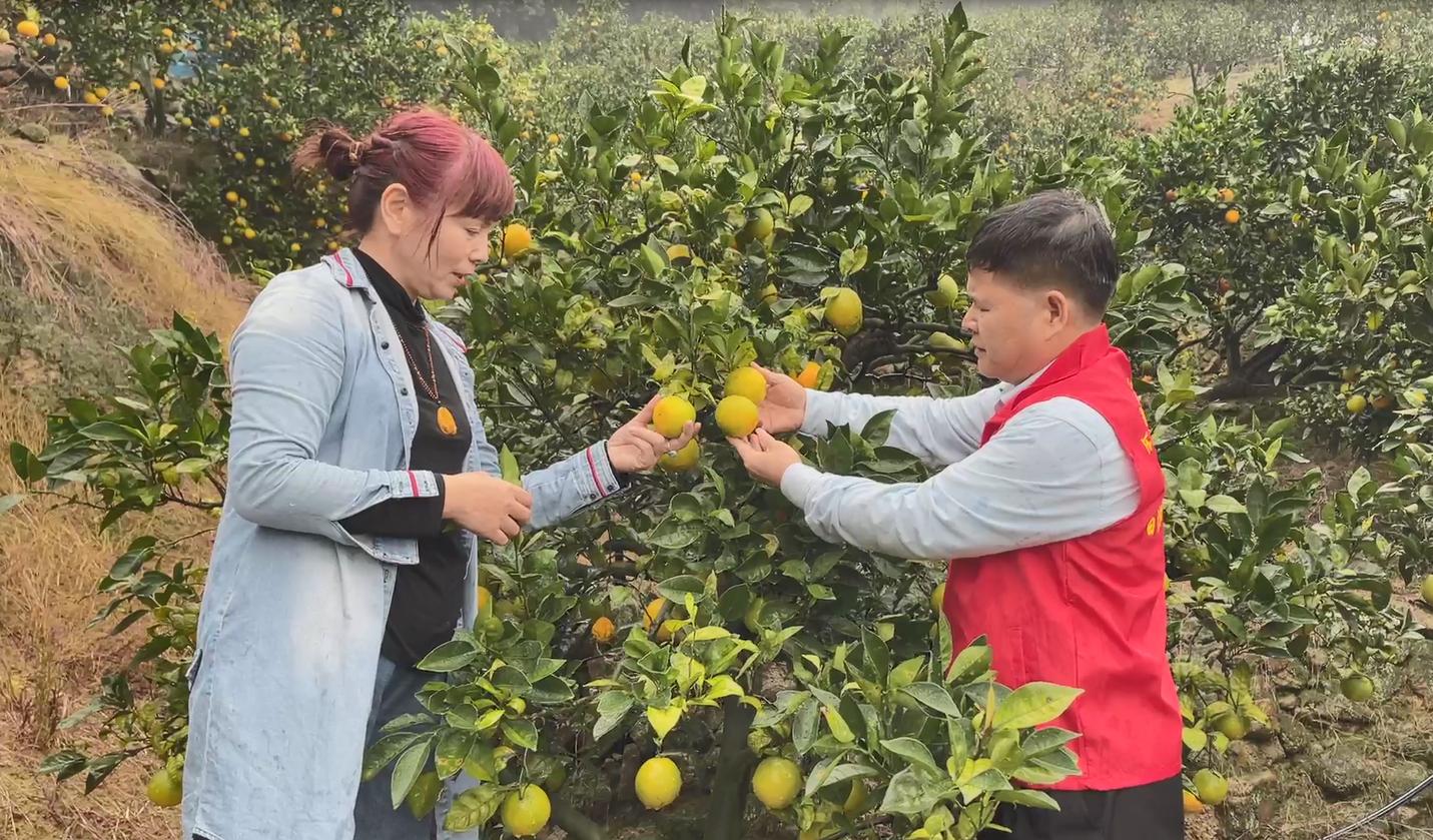 林岳铿,林岳铿闽侯