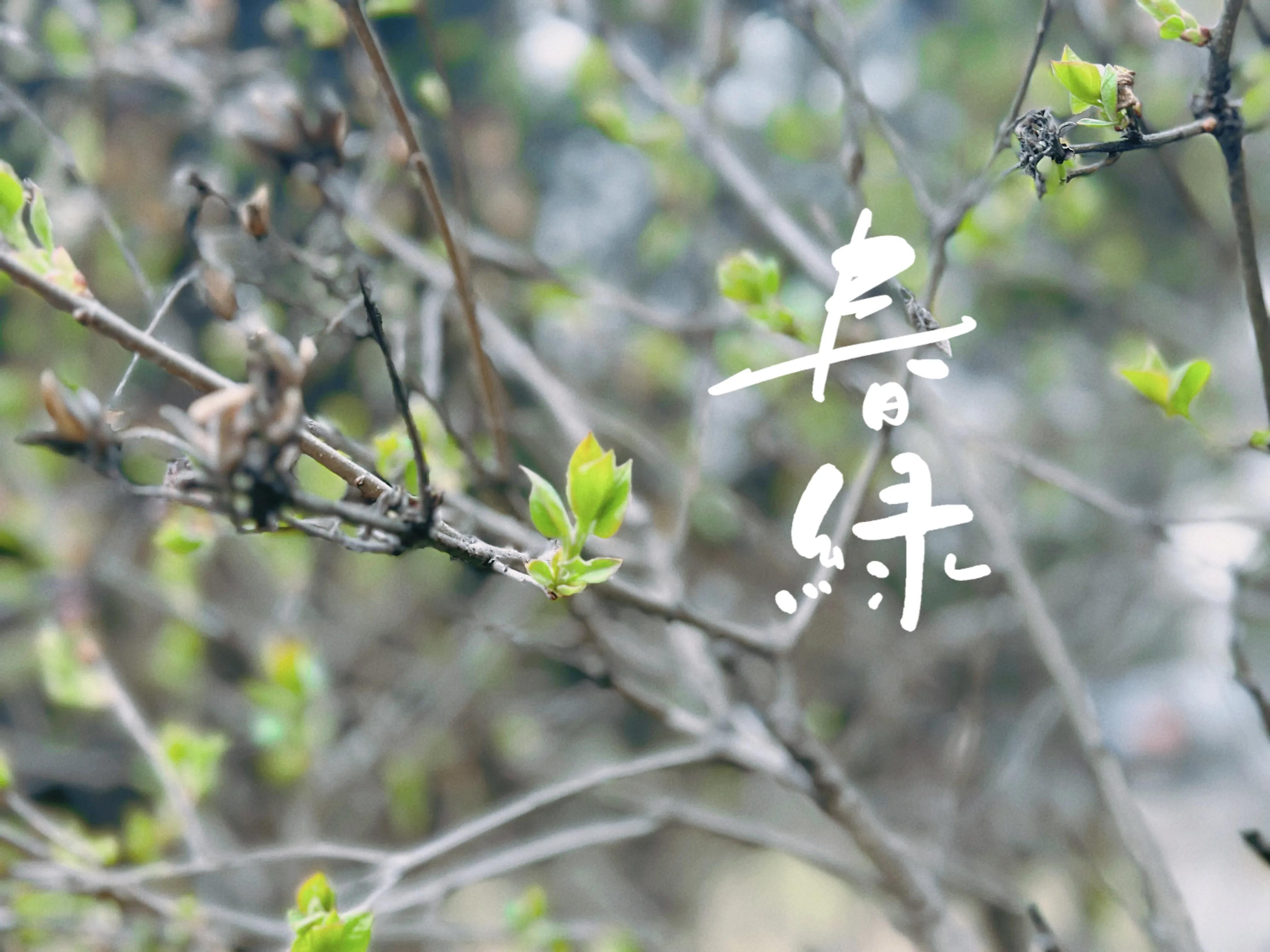 描写仲春的古诗,仲春郊外古诗加拼音视频