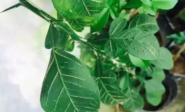 锯末不腐熟可以种植吗,锯末种菜的危害