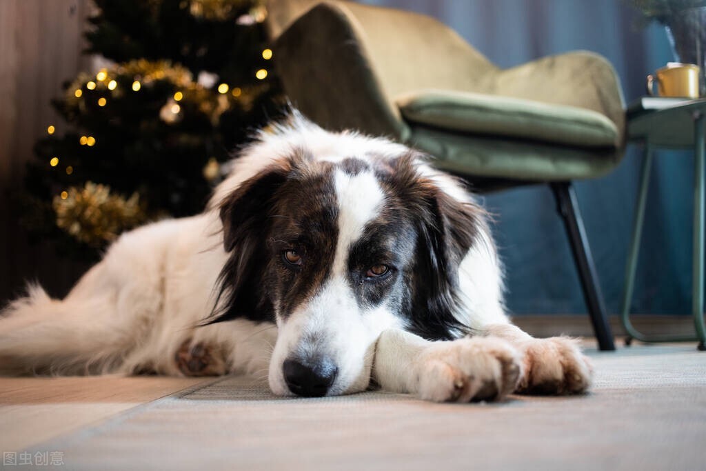 出生20天的小狗呕吐要如何治疗,小狗吐奶吐的厉害怎么办