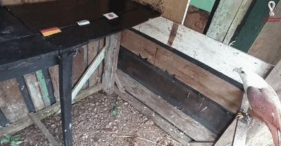 大熊猫成功“预测”日本战胜德国,大熊猫预测四场球赛