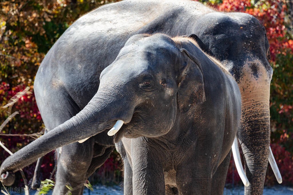 肿瘤一样的“医疗垃圾”，却被很多人当成养生补品，端上餐桌