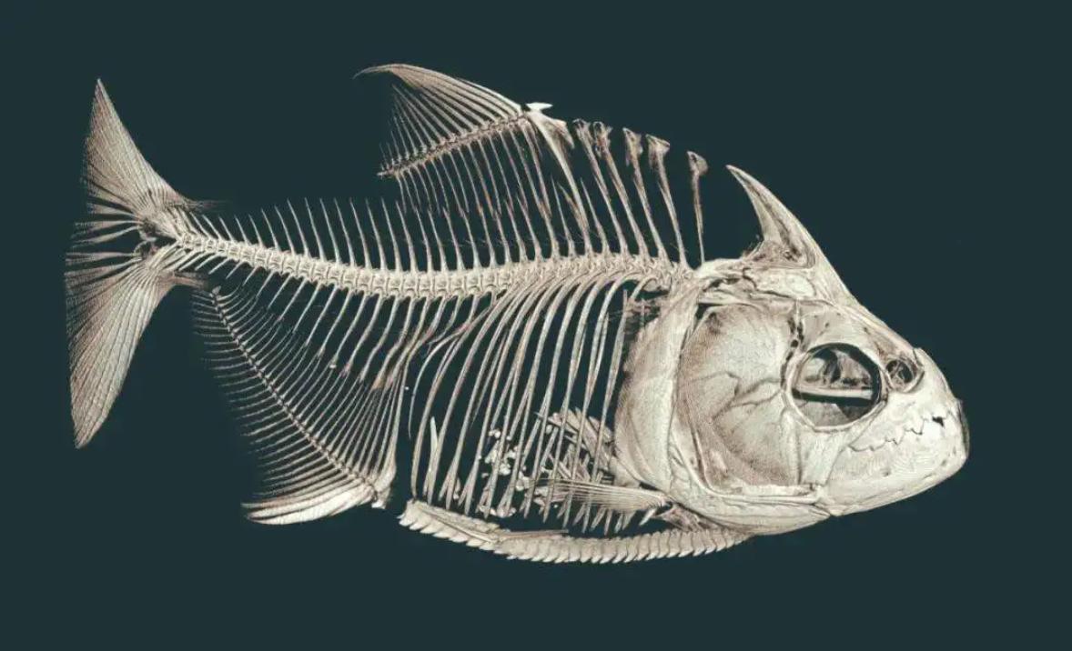 巴西一球员遭食人鱼啃食,巴西球员被食人鱼吃剩骨架