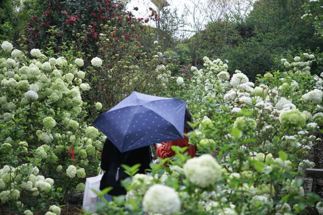 提前盛开！成都市区这个被偏爱的宝藏地又上新，即将刷爆全网