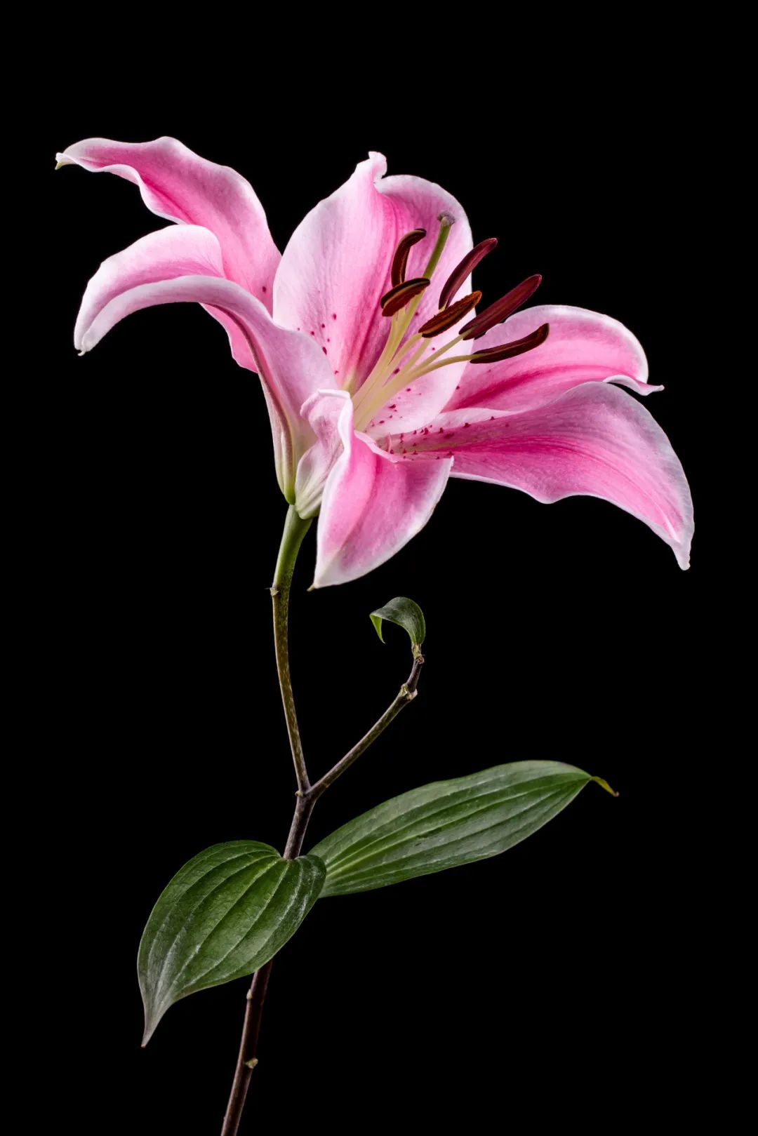 百合花折纸,百合花养殖方法