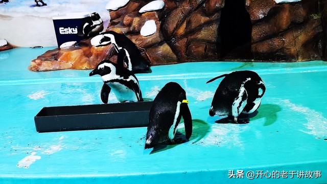 鍝堝皵婊ㄦ瀬鍦伴娓哥帺鏀荤暐,鍝堝皵婊ㄦ瀬鍦伴娴锋磱涔嬪績