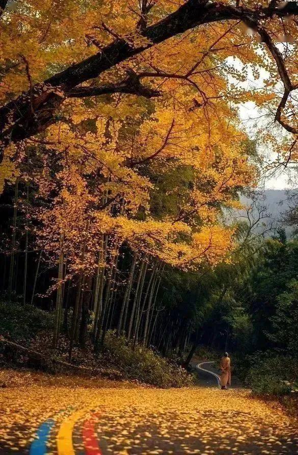 宜兴竹海购票政策,宜兴竹海玻璃栈道