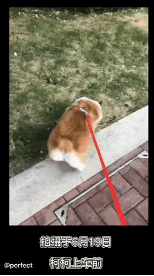 宠物托运出意外谁负责,宠物托运出问题是谁的责任