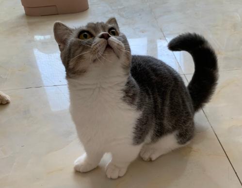 猫粮幼猫推荐真实测评红黑榜,喵达混合冻干猫粮