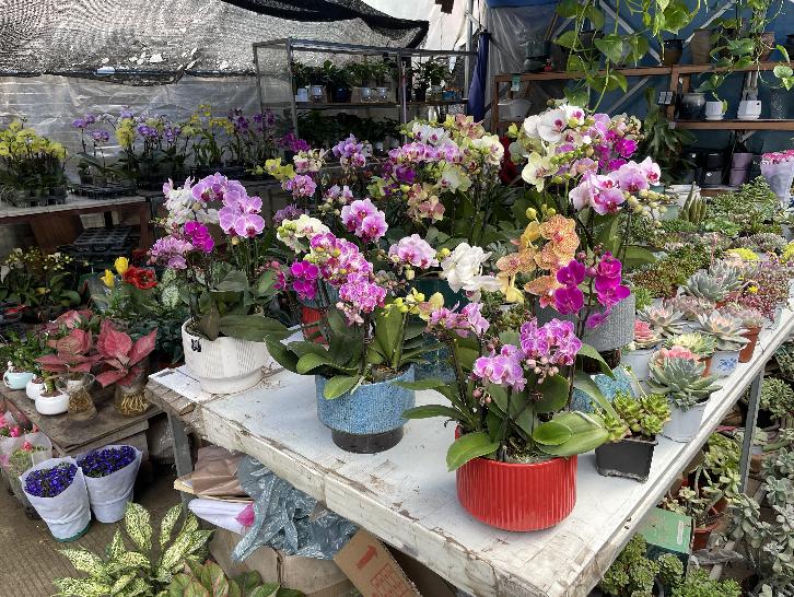 广州芳村花地古玩城,花地湾古玩城花市