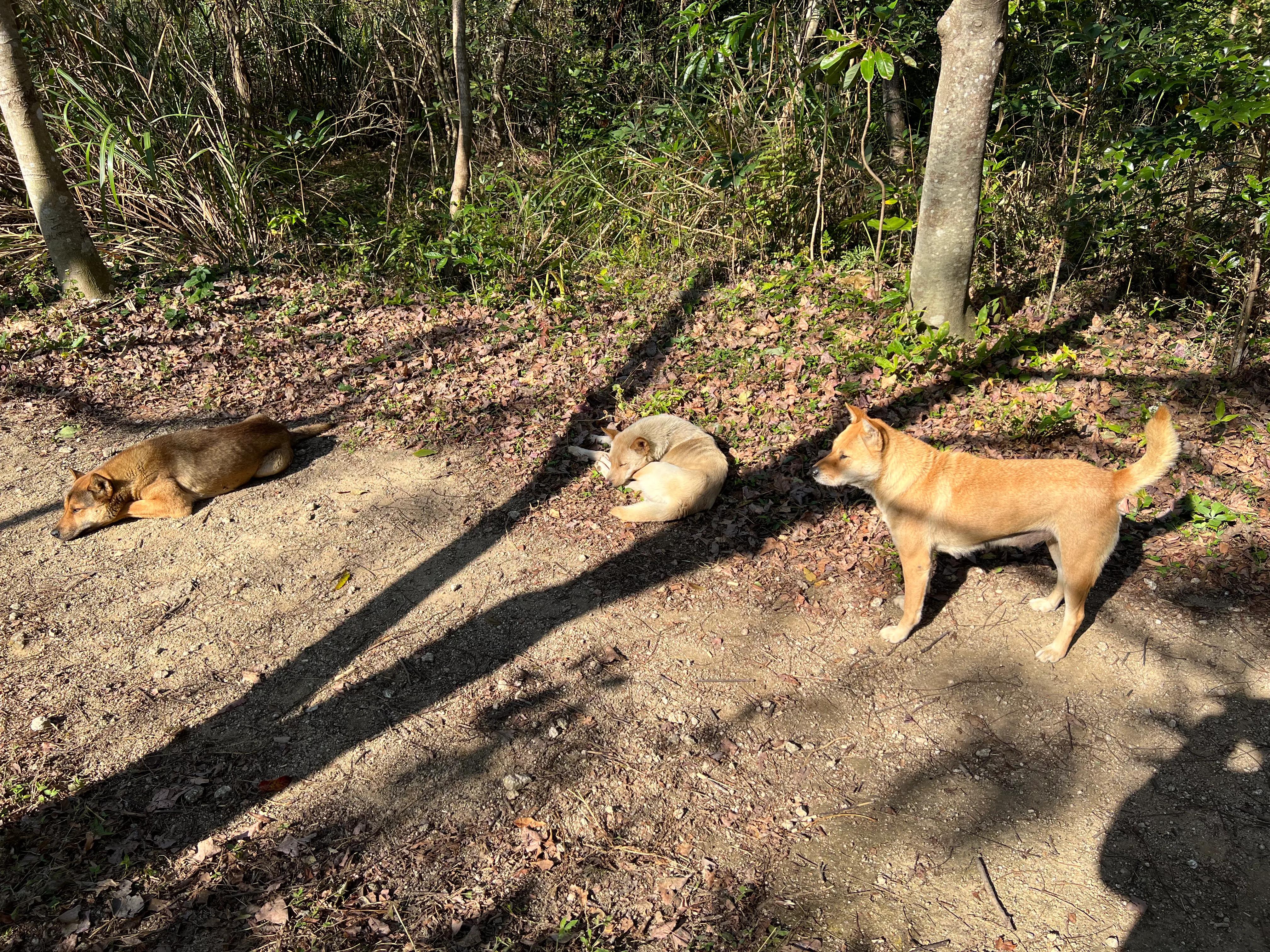 韶关新丰云髻山介绍,广东新丰云髻山旅游攻略
