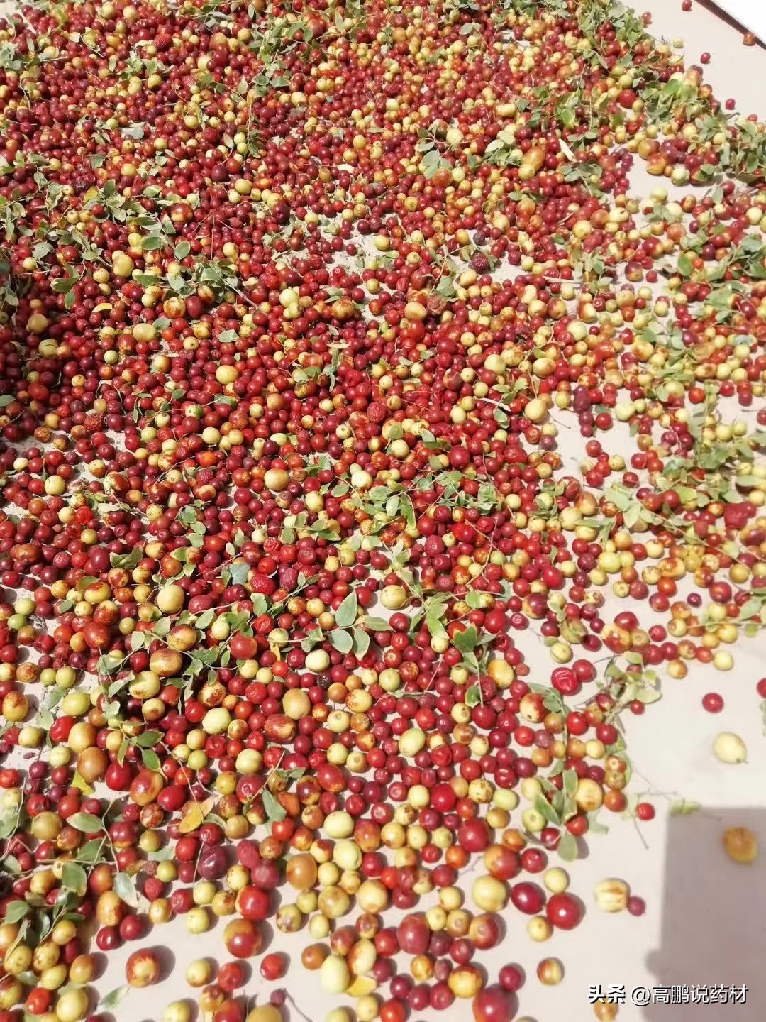 酸枣仁为什么不能大量种植,酸枣仁的种植与前景