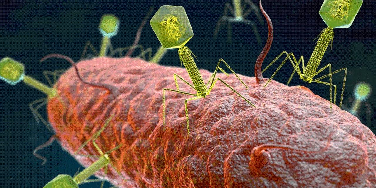 噬菌体应用成功案例和原理,噬菌体实际应用案例