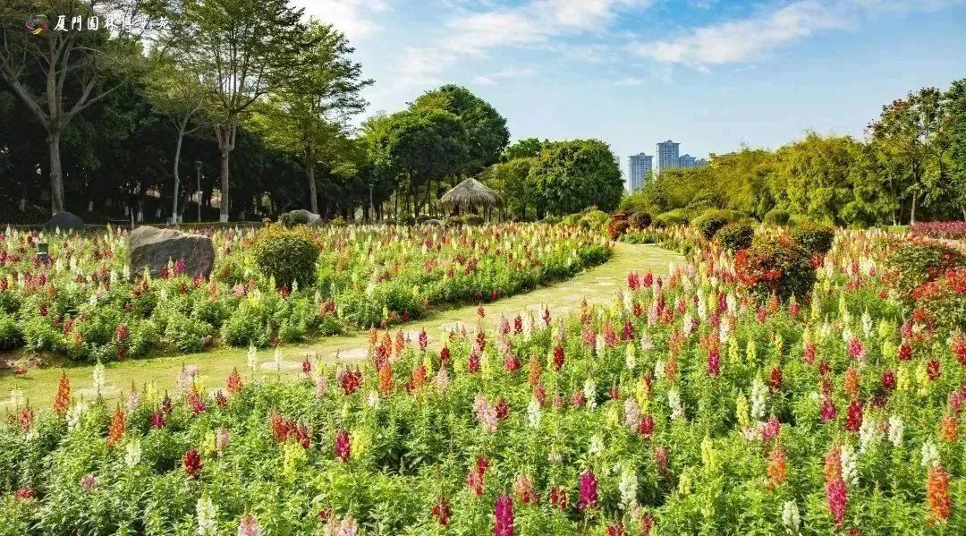 厦门十大最美花海,盘点厦门最美花海的地方