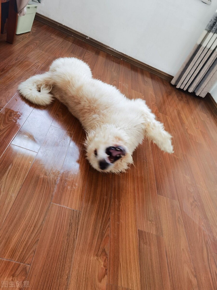 为什么狗狗洗完澡之后疯狂掉毛,狗狗刚洗完澡异味很重什么原因