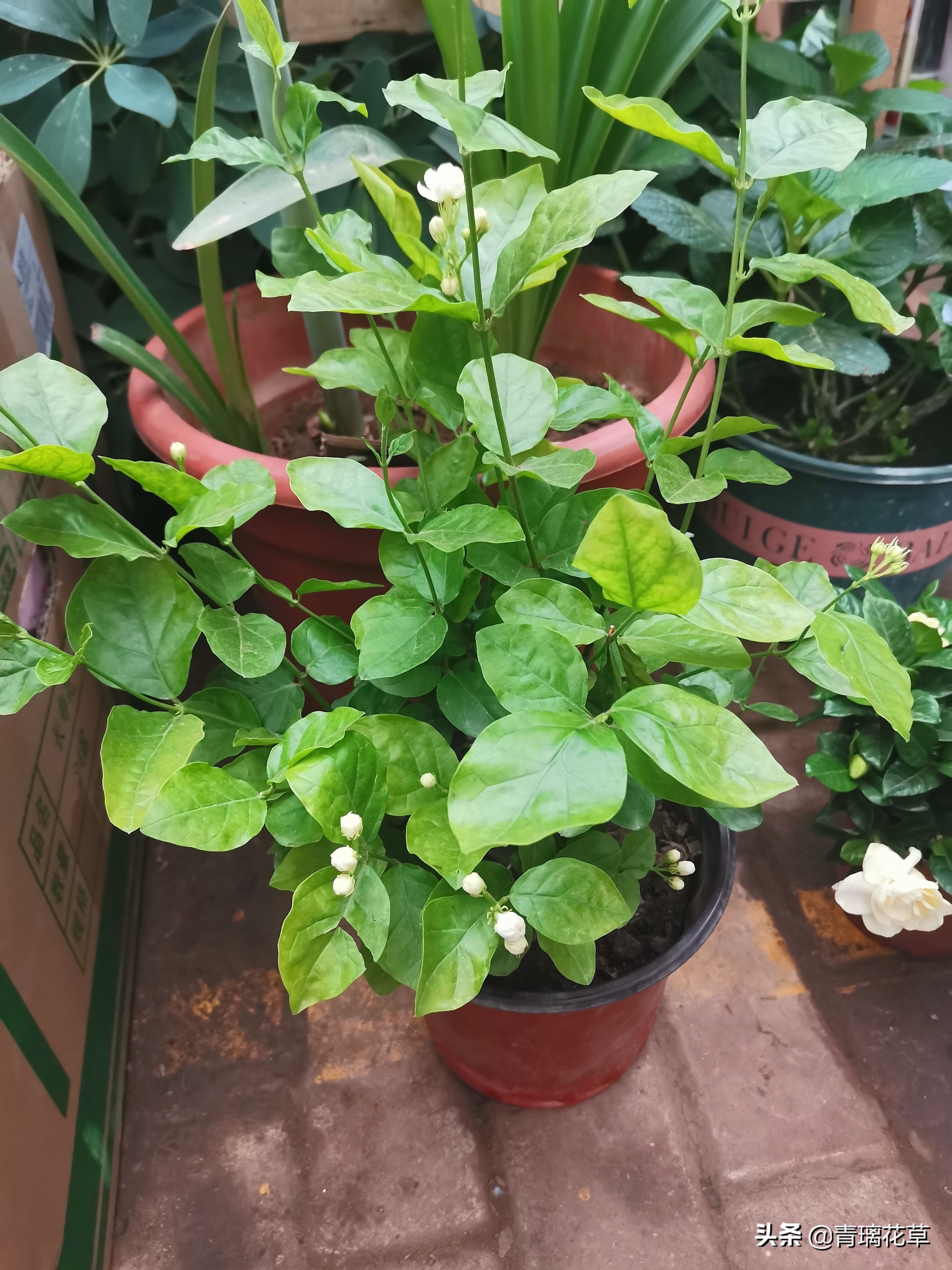 骗人花,四种坑人花