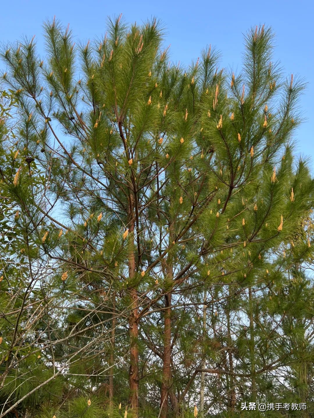 茂盛开花的马尾松,植物专栏蓝花草