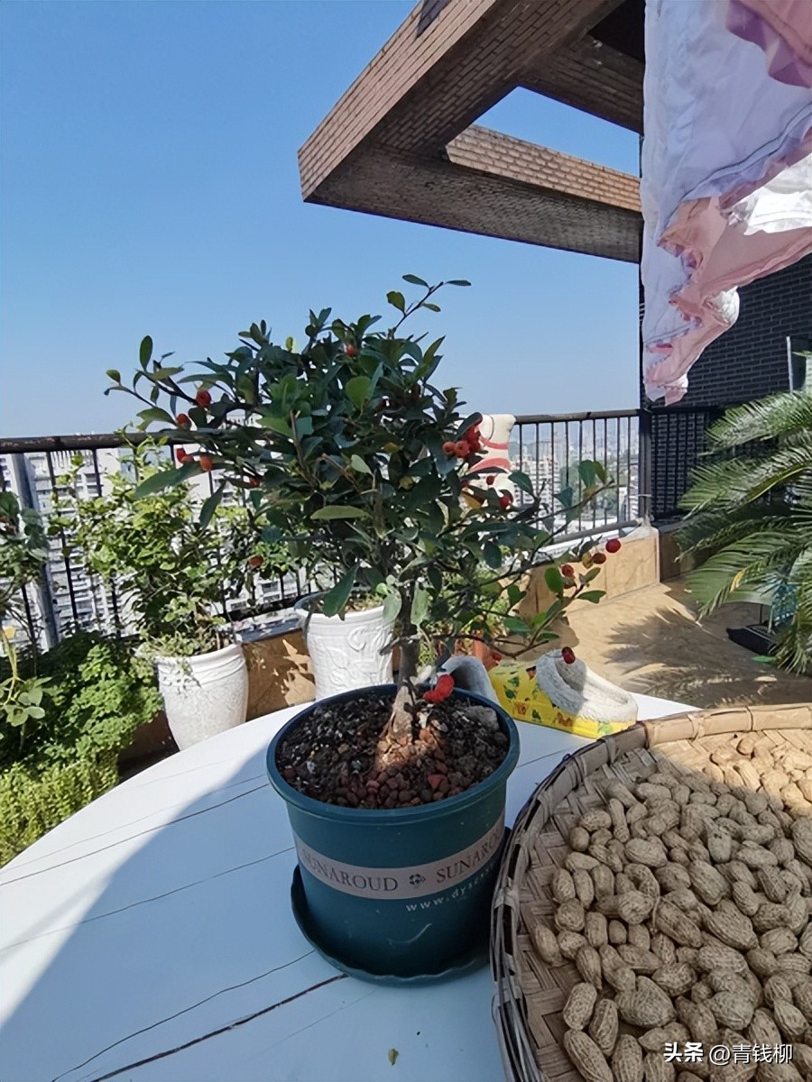 火棘是否适合阳台种植,火棘盆栽什么时候移盆最好