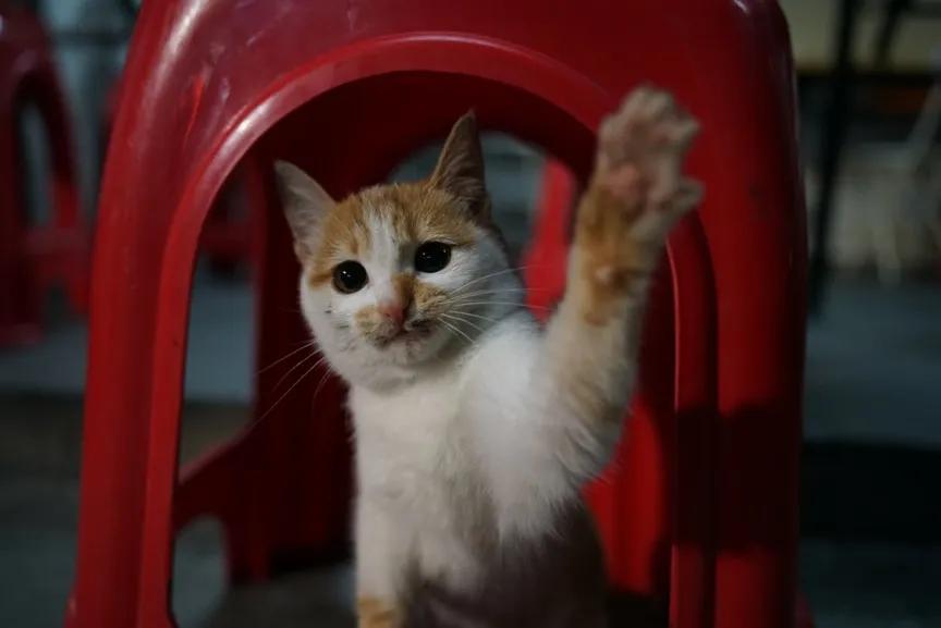 春节潮汕行腾龙28-75mmG2使用体验分享