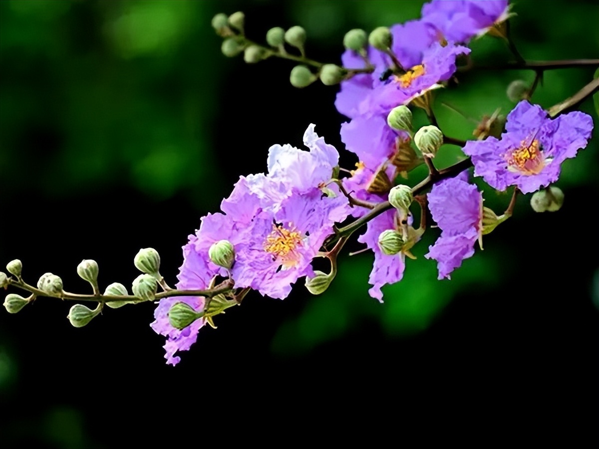 房子装修好放什么花净化空气,屋内装修完放什么花净化空气