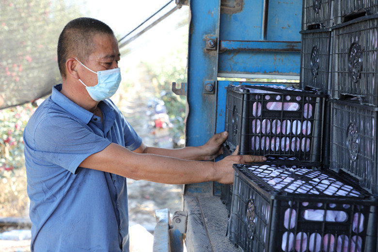 好“丰”景丨*疆新**兵团四师：特色水果俏市场