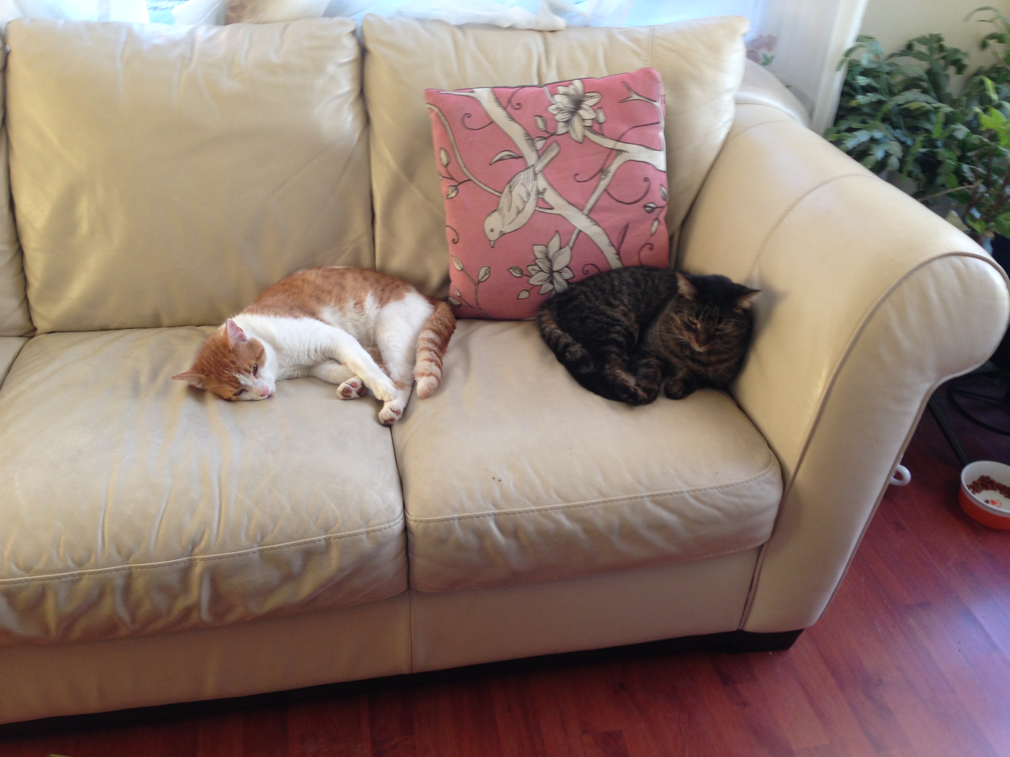 多伦多园丁猴哥三十年经历,多伦多园丁猴嫂最新视频