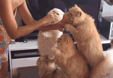 英短蓝猫放屁很臭,波斯猫便便臭怎么解决的