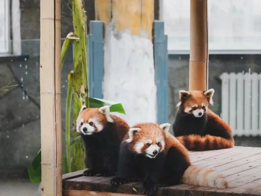 长春519免票景点,长春旅游特价门票