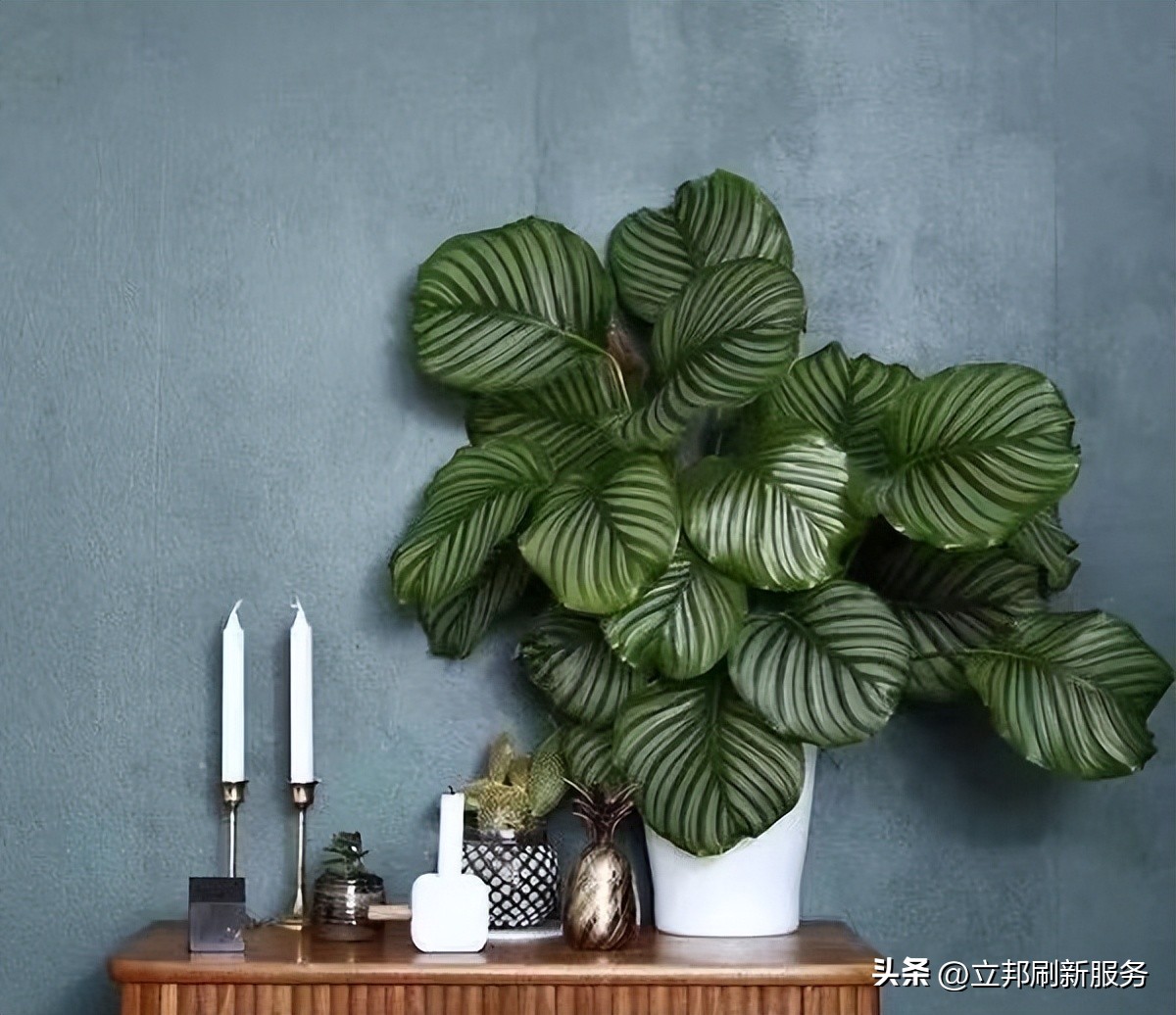 这些都是带有香味适合家养的绿植,适合放在家里的好养的绿植