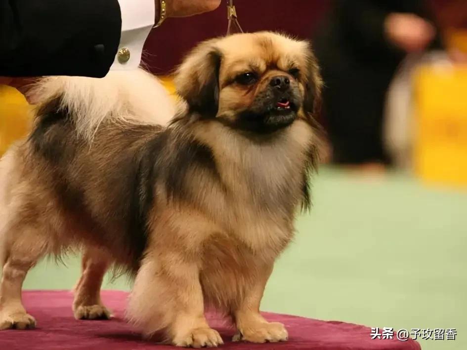 宠物狗应该怎么养详细介绍科普,宠物狗喂养及训练方法有哪些