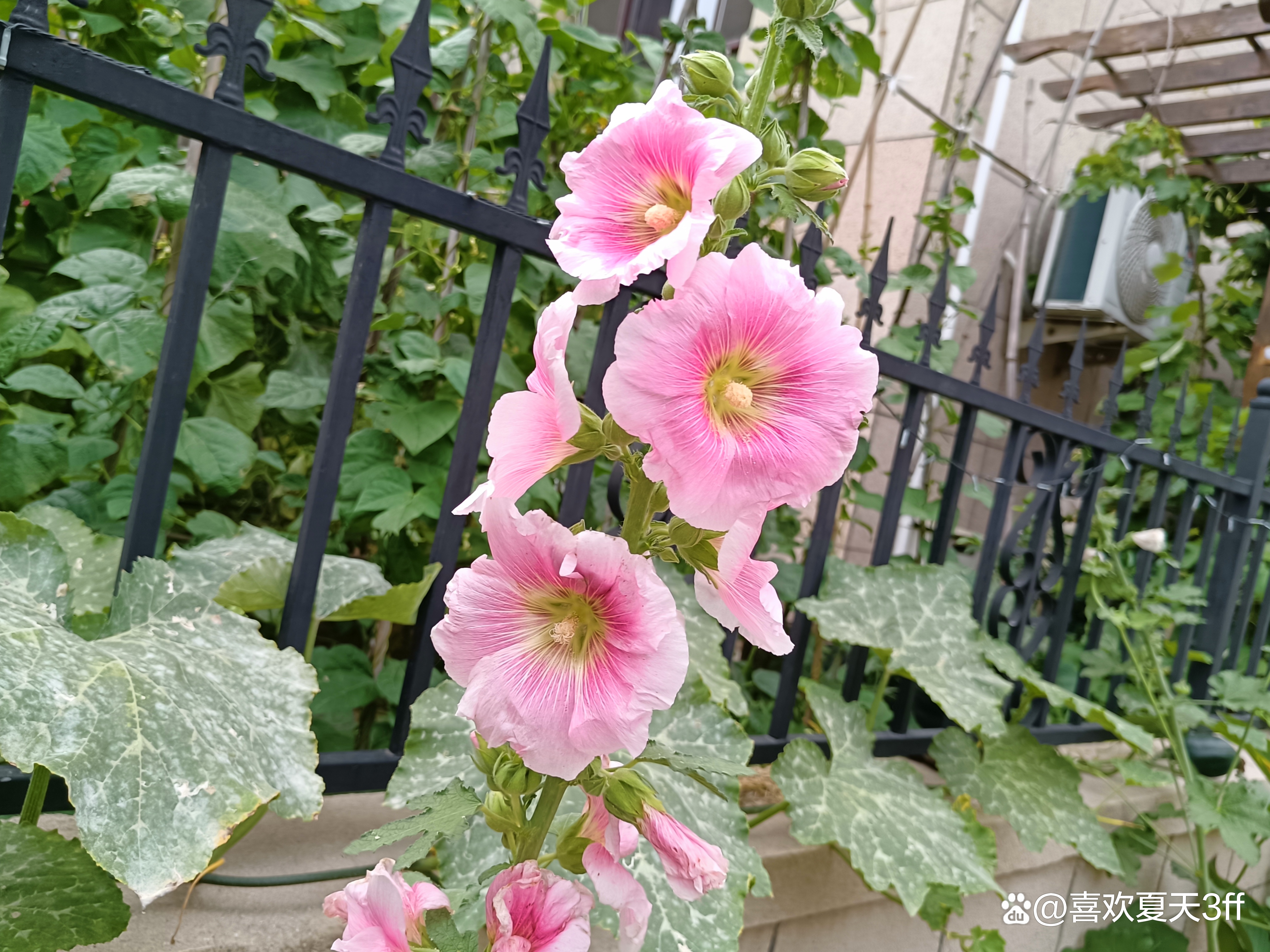 六月的鲜花绚丽多彩,七月的鲜花格外的娇艳