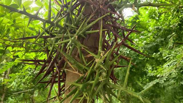 这种植物被当杂草其实却是稀罕货,农村常见却不为人知的植物