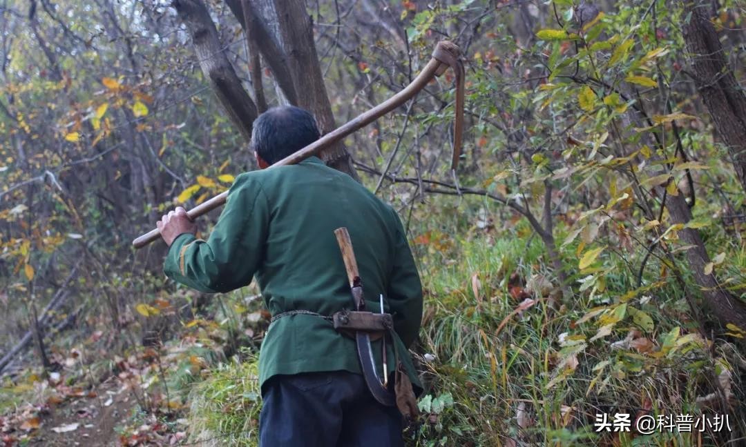 小伙救蛇后多年后蛇报恩,女子救蛇多年后长成巨蛇