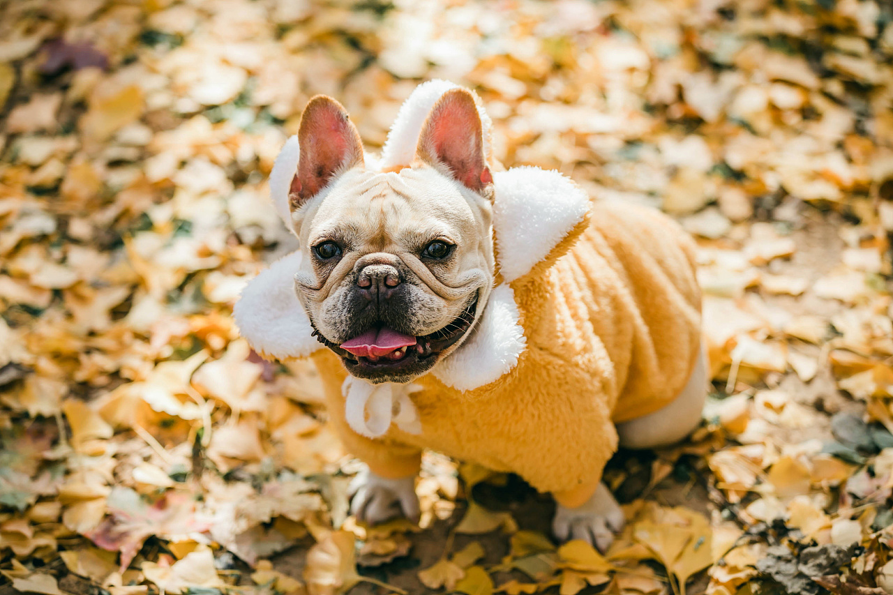 这6种狗狗别养，谁养谁崩溃，别不信