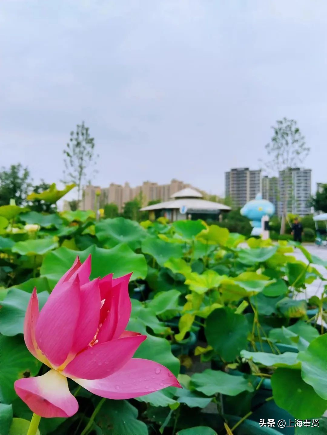 夏日赏荷好去处,奉贤哪里可以赏荷花