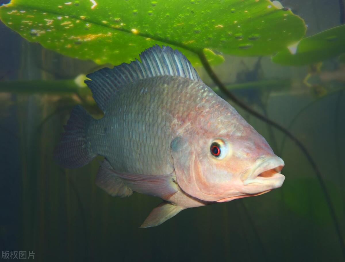 长江鱼类数量增多,长江鱼类目前现状