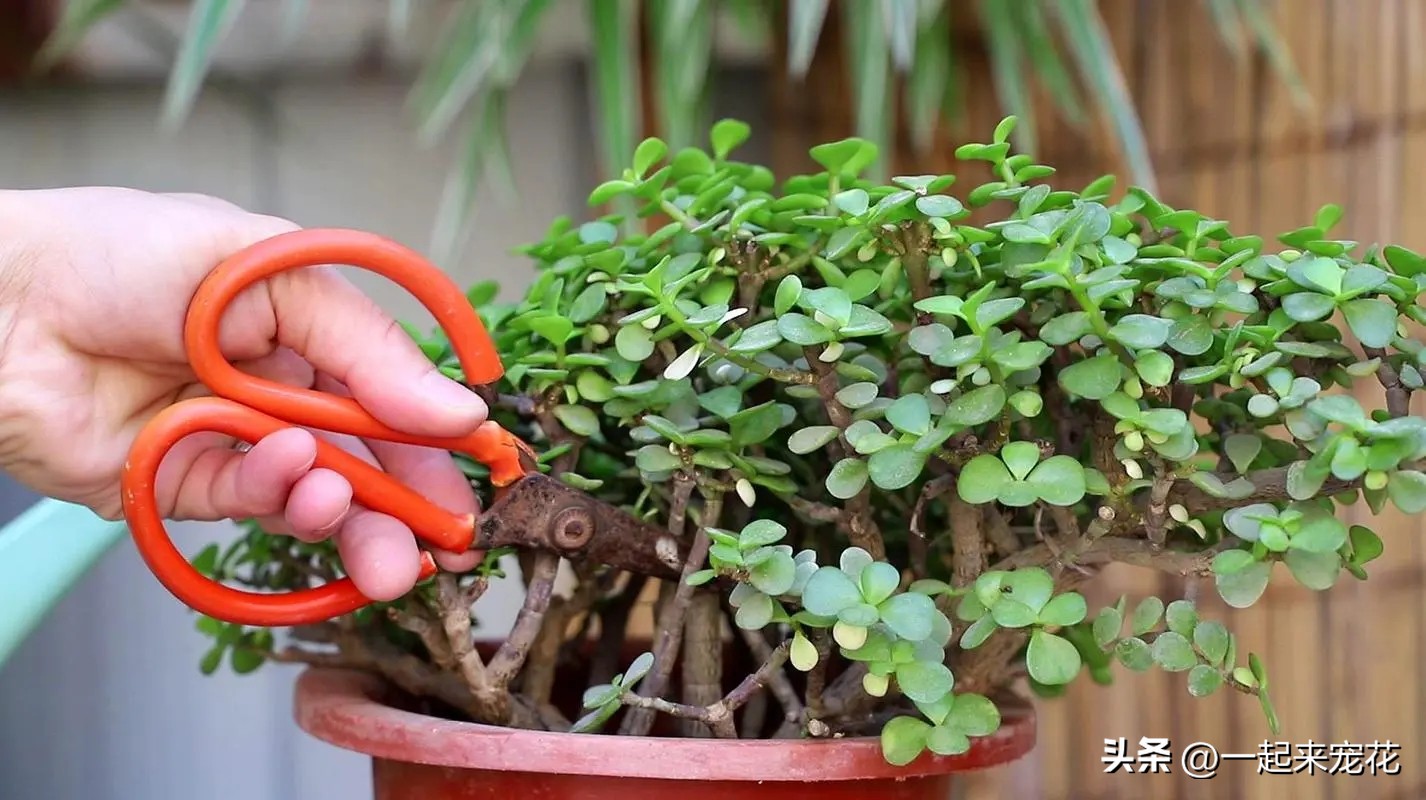 8种花夏天不要多浇水,懒人养哪五种花不用浇水