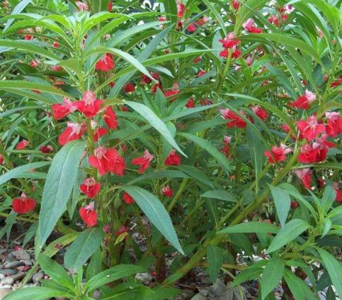 古代养护指甲的方法,古人怎么修指甲