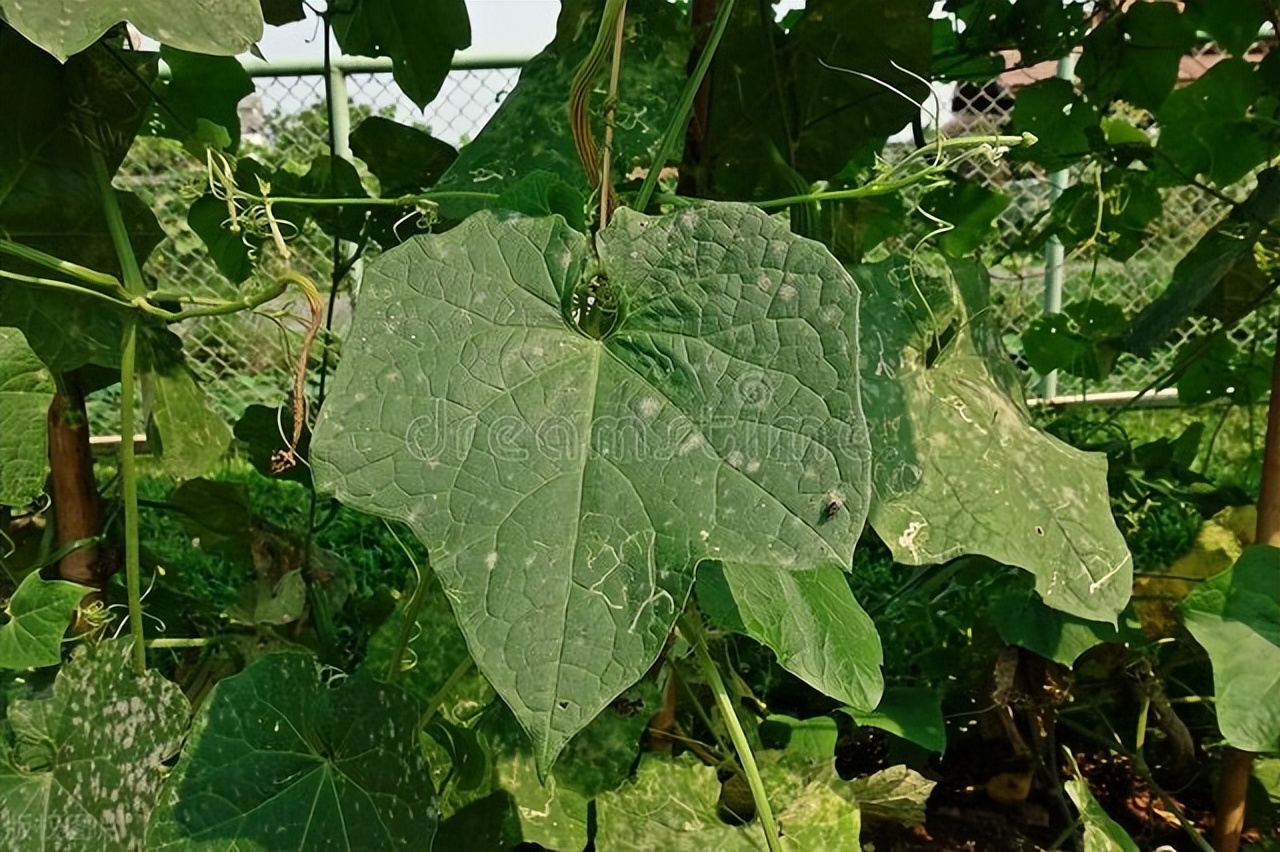 植物病虫害生物防治参考书籍,植物常见病虫害类型及防治方法