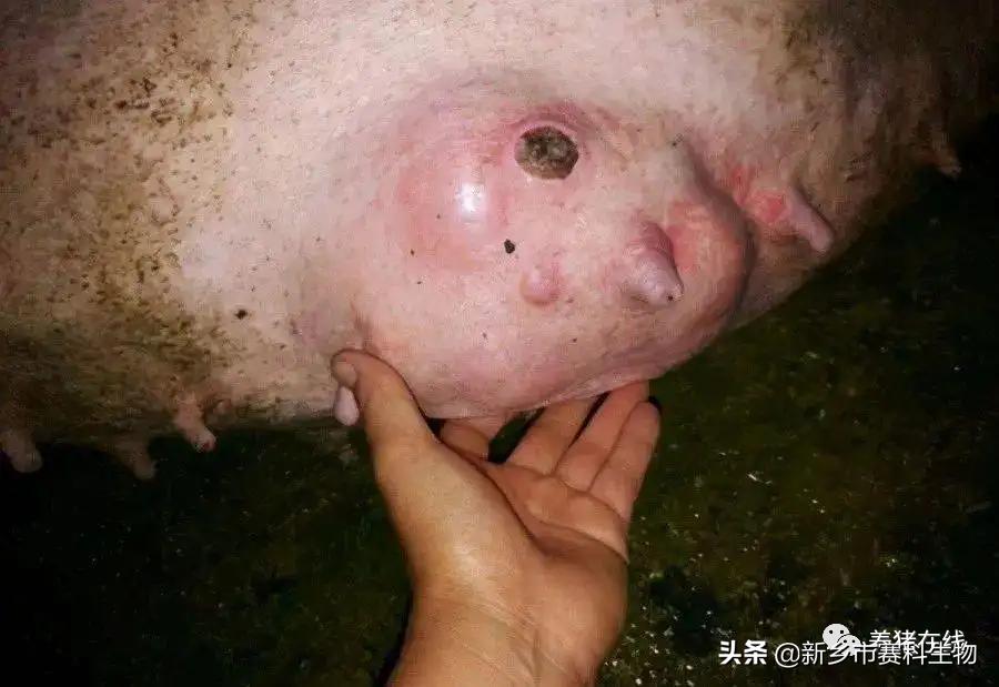 母猪产后综合症怎么预防,母猪产后怎么判断母猪炎症消了