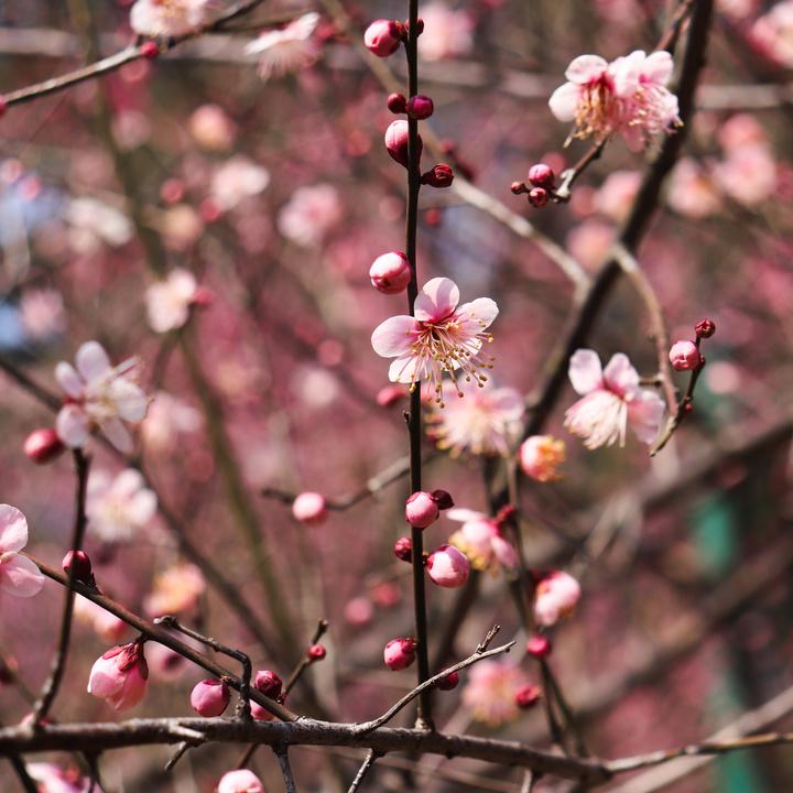 花海遇知音的下一句,花海遇知音汉阳喊你来赏花