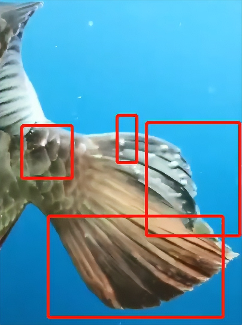 怎么辨别龙鱼身上有寄生虫,龙鱼内外寄生虫的表现