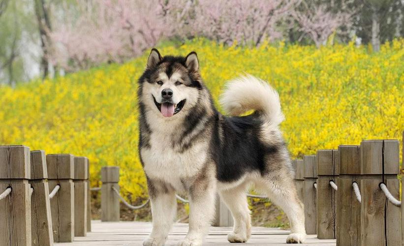 纯种阿拉斯加优缺点,阿拉斯加值不值得养