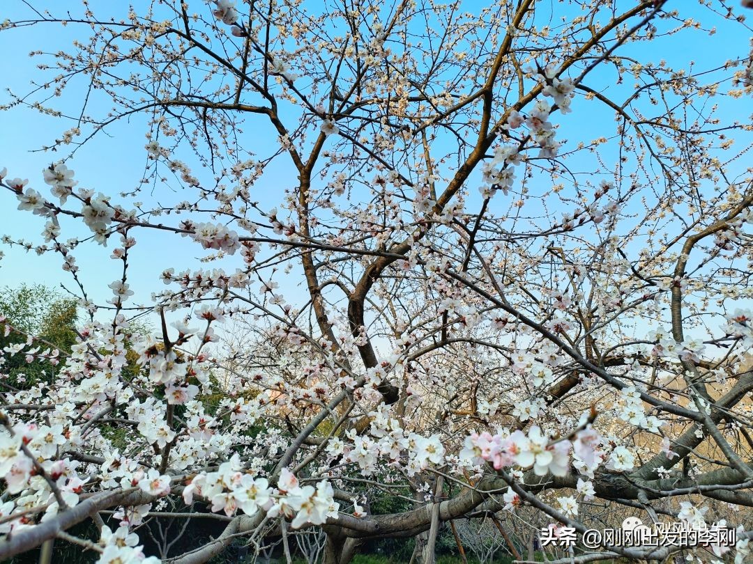 去大连看桃花是在几月份,大连哪里适合看金丝桃花