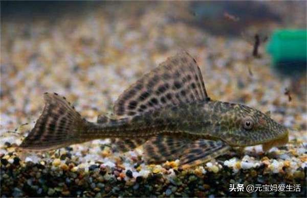 清道夫来源于哪个国家,清道夫鱼在印度是怎么栽跟头